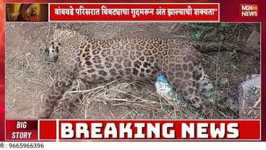 बांबवडे येथे ४ फूट पाइपमध्ये अडकून बिबट्याचा मृत्यू