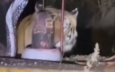 ढीमरखेड़ा: ढीमरखेड़ा के सडार जंगल में अनोखा नज़ारा: शिवलिंग पर सिर रगड़ता दिखा बाघ, वीडियो वायरल