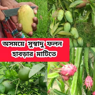 ভাগে জমি নিয়ে অসময়ে এই সমস্ত ফলন গাছ লাগিয়ে লাভবান হচ্ছেন হাবড়ার এই কৃষক #farmlife #followersreelsfypシ゚viralシfypシ゚vi...