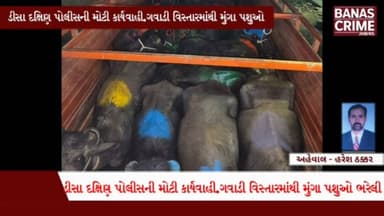 ડીસા દક્ષિણ પોલીસે મુંગા પશુઓની હેરાફેરી કરતા તત્વો સામે કરી કડક કાર્યવાહી.