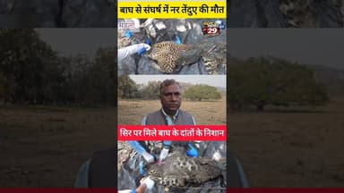 बाघ से संघर्ष में तेंदुए की मौत | Male leopard dies in fight with tiger #kanhatigerreserve #leopard