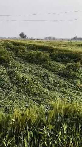 काकड़दा गांव में 18 फरवरी को हुई तेज बारिश और तेज हवाओं से गेहूं की फसल हुई चौपट बहुत भारी नुकसान हुआ