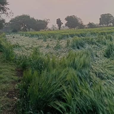 महिदपुर के बालोदा शेरपुर नारायणा कुकलखेडा बरखेड़ा चिरमिया के किसानों की रात हुई आधी ओर तुफ़ान के साथ हुई बारिश से किस...