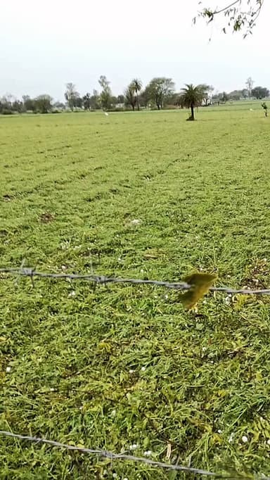 उज्जैन जिले में अन्नदाता किसान की फसले ओलावृष्टि और अतिवृष्टि से पुरी प्रभावित