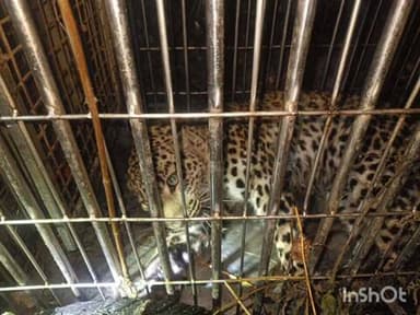 बागेश्वर: पालड़ी छीना चार धाम के पास वन विभाग की टीम ने एक गुलदार को पकड़ा