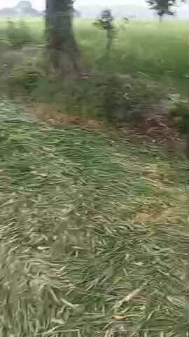 जिला विदिशा तहसील शमशाबाद ग्राम लालपुर तहसीलदार ने और पटवारी ने हमारी फसल बर्बाद कर दी उन्होंने रिश्वत ले ली थी फसल बर्ब