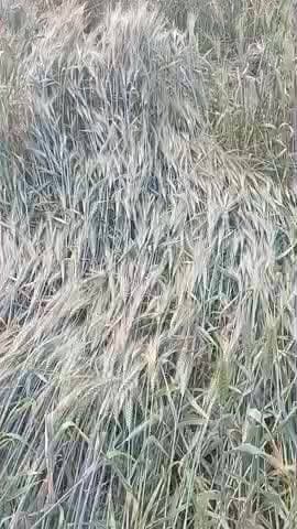 आज पानी गिरने से और हवा चलने से फसल में बहुत नुकसान हुआ है जिला उज्जैन महिदपुर सिटी गांव ईशन खेड़ी