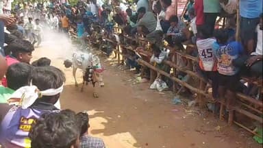 திருப்பத்தூர்: தாமலேரிமுத்தூர் கிராமத்தில் எருது விடும் திருவிழா - காளைகள்- இளைஞர்கள் பங்கேற்பு