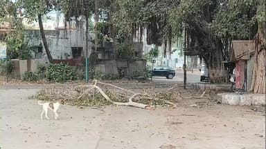 નાંદોદ: રાજપીપળા સરકારી ઓવારા અને નવદુર્ગા હાઇસ્કુલ પાસે આવેલ ઝાડની ડાલકી ટુટી નીચે પડી વિદ્યાર્થીઓનો આબાદ બચાવો.