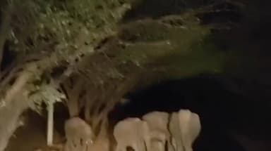 ಹನೂರು: ಮಲೆ ಮಹದೇಶ್ವರ ಬೆಟ್ಟ ರಸ್ತೆಯಲ್ಲಿ ಆನೆಗಳ ಹಿಂಡು – ವಾಹನಸವಾರರಲ್ಲಿ ಆತಂಕ