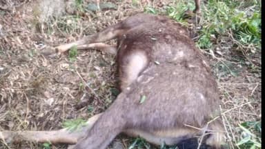 डलहौज़ी: ढांक से गिरकर सांभर की मौत, कालाटोप-खज्जियार वन्यजीव अभयारण्य में हुआ हादसा