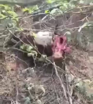 కళ్యాణదుర్గం: మాముడూరు గ్రామ శివారులో ఆవు దూడను ఎత్తుకెళ్లి చంపి తిన్న చిరుత, భయాందోళనలో స్థానిక ప్రజలు