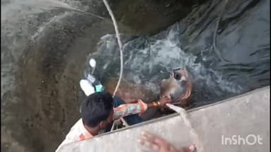 राजसमंद: राजसमंद में 50 फिट रोड पर नहर के बिम्ब में फंसे नंदी का सफल रेस्क्यू