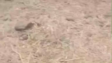 दलौदा: पटेला के मगरे के पास अज्ञात वाहन ने तीन लोगों को मारी टक्कर, वीडियो वायरल, घायल अस्पताल में भर्ती