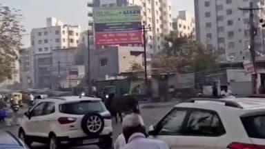 મોરબી: રવાપર-ઘુનડા રોડ ઉપર આખલા યુદ્ધ