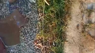 लखीमपुर: सुहेला गांव में लो टेंशन लाइन का तार कटकर गर्भवती भैंस पर गिरा, हादसे में करंट लगने से भैंस की हुई मौत