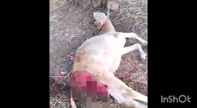 पारशिवनी: तालुका तील गवना गाव येथील शेता च्या झाड़ा खाली बिबट्याच्या हल्ल्यात एक वासरू ठार.