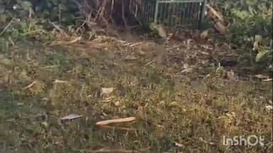 निघासन: कंडौहा गांव में एक साल से दहशत का पर्याय बना खूंखार तेंदुआ वन विभाग द्वारा लगाए गए पिंजरे में हुआ कैद