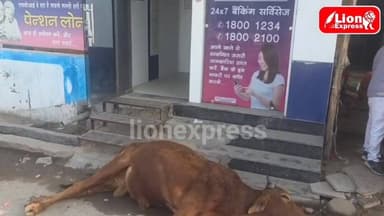 लूणकरणसर से खबर
स्टेट बैंक ऑफ इंडिया शाखा के सामने बने एटीएम पर करंट फैलने से एक सांड की मौ*के पर ही मौत
#lionexpress #...