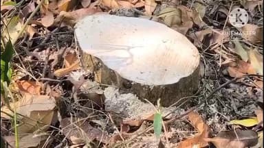 গোলাঘাট: কমাৰবন্ধাত চোৰে কাতি নিলে ১৩ জোপা মূল্যবান সাঁচি গছ,আৰক্ষী উপস্থিত হৈ তদন্ত অব্যাহত