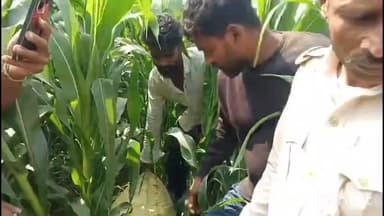 মৰিগাঁও: জালুগুটিত ড্ৰাগছ আসক্ত চোৰৰ সন্ত্ৰাস: ৰাইজৰ হাতত আটক ৪ কুখ্যাত চুৰ