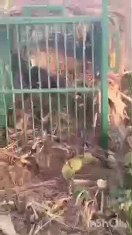 धौरहरा: पढुआ क्षेत्र में पिछले एक वर्ष से ग्रामीणों में दहशत का कारण बना तेंदुआ, वन विभाग के द्वारा लगाए गए पिंजरे में हुआ कैद