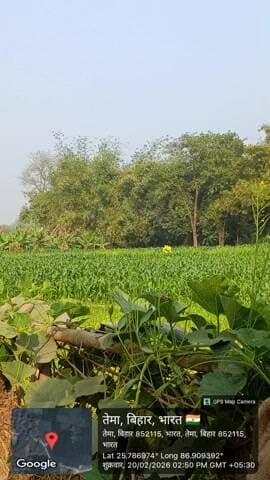 मक्का का फसल देख कितना अच्छा से किस सब मेहनत कर रहा है