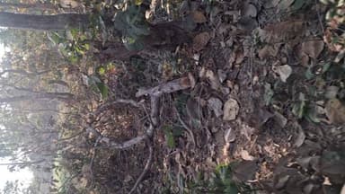 खातेगांव: खातेगांव तहसील के विक्रमपुर-सागोनिया जंगल में मरा हुआ तेंदुआ मिला, 20 दिन बाद पहुंचा वन अमला