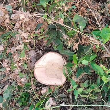 ಮೊಳಕಾಲ್ಮುರು: ಮೊಗಲಹಳ್ಳಿ ಗ್ರಾಮದಲ್ಲಿ ಶ್ರೀಗಂಧದ ಮರಕ್ಕೆ ಕನ್ನ ಹಾಕಿದ ಕಳ್ಳರು: ತಡರಾತ್ರಿ ಕಳ್ಳತನ