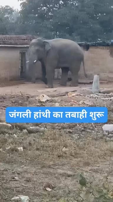 जंगली हांथी का तबाही शुरू