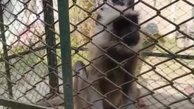 নাকাশিপাড়া: রেসকিউয়ার দীপঙ্করের কেরামতি দেখুন এবার সাপ নয় হনুমানকে খাঁচায় বন্দি করলেন তিনি বেথুয়াডহরী জল ট্যাংক পাড়ায়