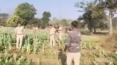 କଟକ ପୌରାଞ୍ଚଳ: ନରସିଂହପୁର ଥାନା ଅନ୍ତର୍ଗତ ଜୟଦାମୋଦରପୁର ମୁଣ୍ଡା ସାହିରେ ଅବକାରୀ ବିଭାଗର ଚଢ଼ାଉ, ୨୨ କୋଟି ଟଙ୍କାର ଅଫିମ ଚାଷ ନଷ୍ଟ, ୬ ଗିରଫ