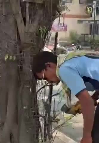 सातारा: सातारा नगरपालिकेच्या वतीने पवई नाकात छत्रपती शाहू महाराज चौक दरम्यान मोठ्या झाडांच्या जाळ्या काढल्या