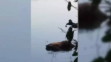 ಮಂಗಳೂರು: ಉಪ್ಪಿನಂಗಡಿ ನೇತ್ರಾವತಿ ನದಿಯಲ್ಲಿ ಮೃತದೇಹ ಪತ್ತೆ