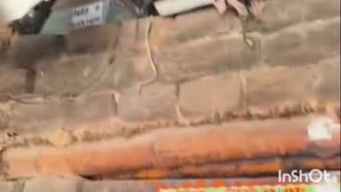 पाकुड़: गोकुलपुर में राहुल जादव के घर निकला दुर्लभ सांप, अशरफुल शेख ने किया रेस्क्यू