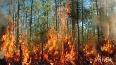 सुकमा: वनाग्नि रोकने के लिए वन विभाग मुस्तैद, डीएफओ ने जारी किया हेल्पलाइन नंबर