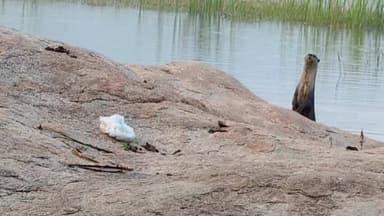 పెన్పహాడ్: ధర్మపురం గ్రామ చెరువులో ‘నీటి కుక్క’ కలకలం