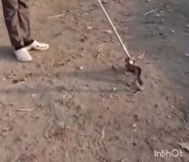 સાવરકુંડલા: સાવરકુંડલાના માનવ મંદિર આશ્રમમાં સર્પનું સલામત રેસ્ક્યુ, ગુરુકુળમાં બહાદુરીભર્યો પ્રયાસ સોશિયલ મીડિયામાં વાયરલ