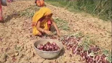 পূর্বস্থলী ১: পিয়াজের দাম না থাকায় মাথায় হাত নিমতলা এলাকার পেঁয়াজ চাষীদের