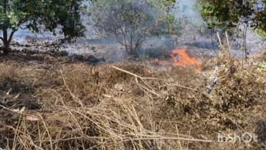 నరసన్నపేట: పద్మనాభాపురంలో అగ్నికి ఆహుతైన 40 ఎకరాల జీడి తోటలు