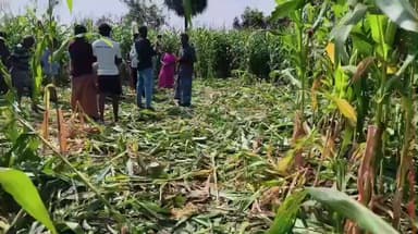 அரூர்: தொங்கனூர் தாசிரஅள்ளியில் காட்டுப்பன்றியால் மக்காச்சோள பயிர் சேதம்