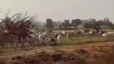 सुवासरा: कानाहेडा गांव में कमल किशोर जी नगर की कथा को लेकर भूमि पूजन व ध्वज स्थापना, भव्य तैयारियां जारी