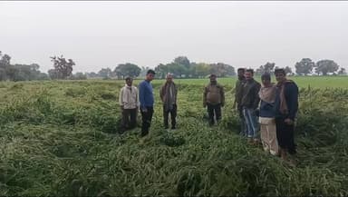 गुलाना: गुलाना क्षेत्र में बेमौसम बारिश और तेज हवा से फसलें प्रभावित, गेहूं, चना, मसूर, राई और प्याज को नुकसान