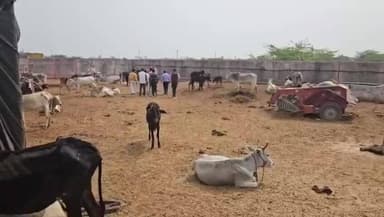 मोठ: मोठ ब्लॉक के बम्हरौली गौशाला में गायों की हालत को लेकर हुआ हंगामा, विवाद बढ़ा
