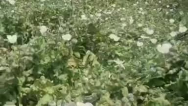 गरोठ: ओलावृष्टि से रबी फसलें तबाह, अफीम किसानों की चिंता बढ़ी