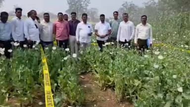 हिंगोली: मूर्तिजापूर सावंगी शिवारात गांजाची शेती करणारा शेतकरी आरोपी राजस्थान येथून पोलिसांनी घेतला ताब्यात