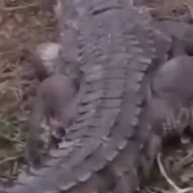 थानागाजी: भरतरी तिराहे के पास आबादी क्षेत्र में भटक कर आया मगरमच्छ, ग्रामीणों ने अपने स्तर पर किया रेस्क्यू, वीडियो हुआ वायरल