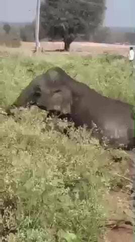 தாளவாடி: முதியனூர் கிராமத்தில் வனப்பகுதியில் உடல் நலம் பாதிக்கப்பட்ட பெண் யானைக்கு வனத்துறையினர் தீவிர சிகிச்சை அளித்து வருகின்றனர்