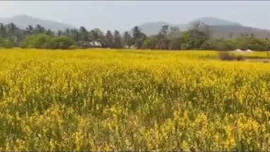 కోటవురట్ల మండలంలో జనుము పంట సాగుతో బహుళ ప్రయోజనాలు పొందుతున్న రైతులు