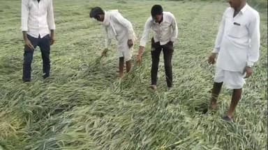 पिड़ावा: ढाबला भोज में बेमौसम बारिश से गेहूं की फसल हुई प्रभावित